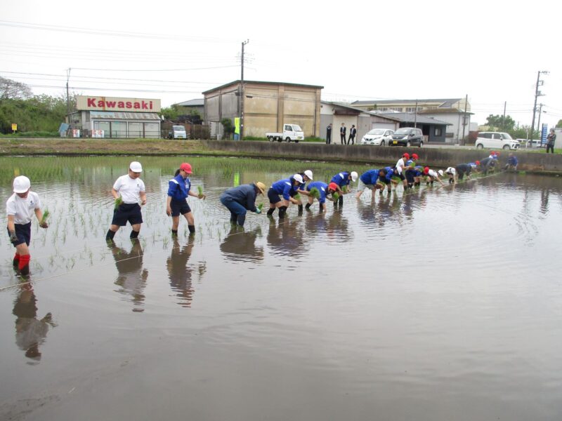 田植え体験
