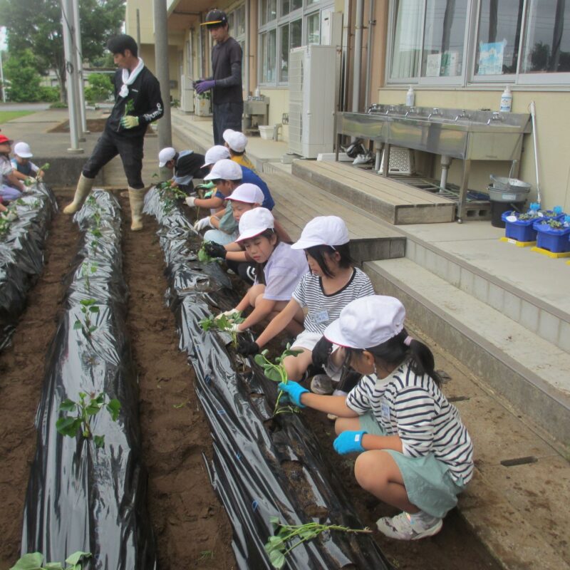 いも苗植え
