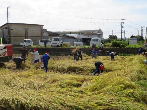稲刈り体験
